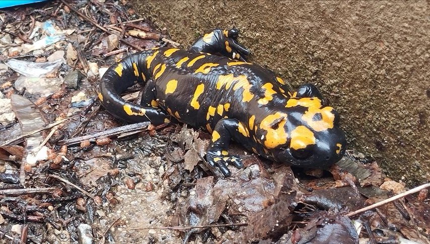 nesilleri tehdit altinda bitliste sari benekli semenderler goruldu zeItieJs.jpg