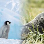 kuresel-isinma-antarktikayi-vurdu-iki-turun-daha-nesli-tukeniyor-ignKaSar