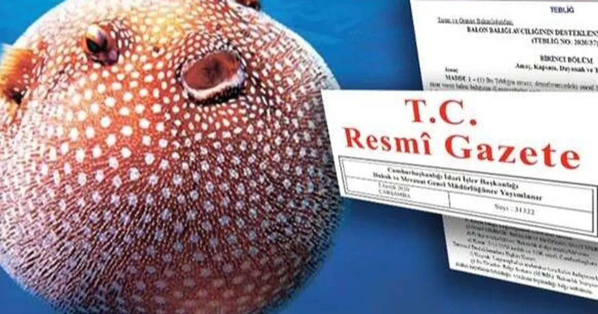 Balon baligi avciligi destekleri artirildi zehirli ture destek 35 tlye yukseltildi mZ94dqxj