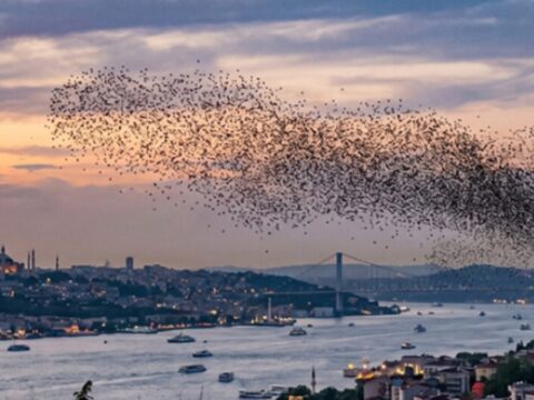 Istanbula kadar ulastilar suruler halinde turkiyeye geliyorlar PRUJzN7r