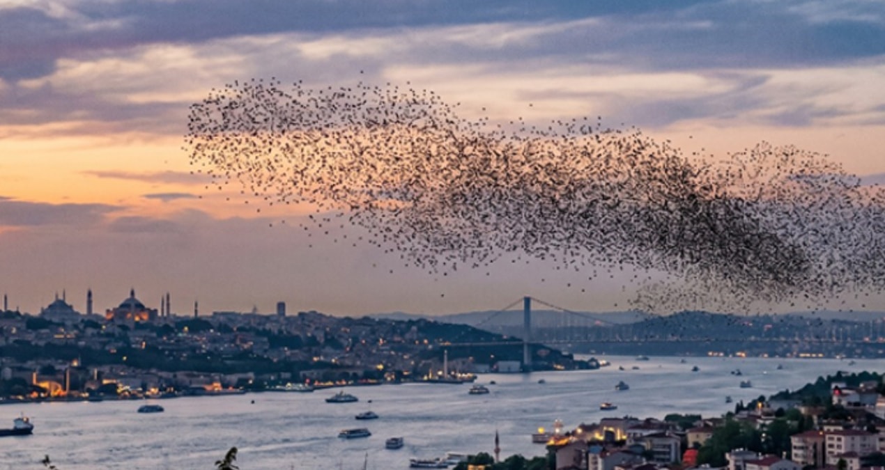 Istanbula kadar ulastilar suruler halinde turkiyeye geliyorlar PRUJzN7r